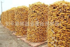 圈玉米電焊網(wǎng)