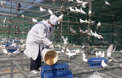 鴿子漏糞網(wǎng)-www.985azk.cn